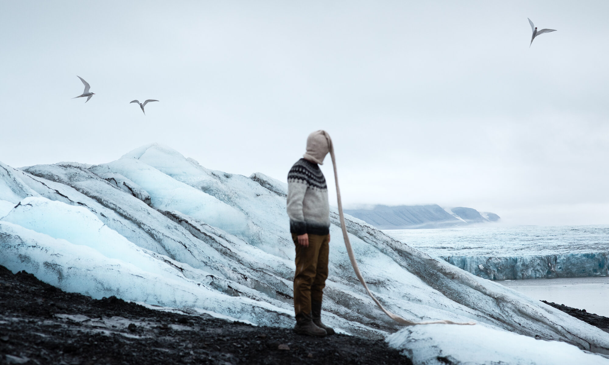 philip kanwischer, photography, photomanipulation, wildlife, animals, photoshop, bonding, leave, subliminal, arctic, arctic circle residency, svalbard, arctic tern