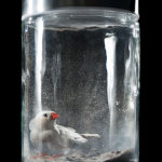 Philip kanwischer photography trapped photo manipulation