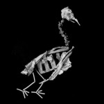 Philip kanwischer photography