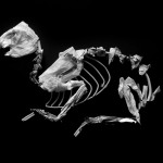 Philip kanwischer photography