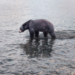 philip kanwischer photography animals bears falling jasper park jasper national park calgary alberta black bear photography