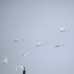 philip kanwischer photography animals bears falling calgary alberta grizzly bear photography trumpeter swans migrating Leaving birds