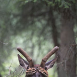 Philip kanwischer photography elk wild free photoshop photo manipulation elk