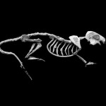 Philip kanwischer photography