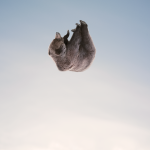 philip kanwischer photography animals bears falling calgary alberta grizzly bear photography