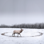 Philip kanwischer photography elk wild free photoshop photo manipulation elk