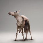 Philip kanwischer photography photo manipulation moose wildlife unity