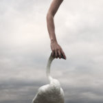 Philip kantischer philip kan kanwischer canwisher kanwisher swan hand fine art photography photo montage wildlife photographer photography