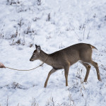 Philip Kanwischer Canwischer photography wildlife deer calgary photograph photo manipulation dear leash wild animal