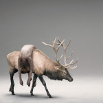 Philip kanwischer photography photo manipulation moose wildlife unity
