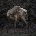 fine art philip kanwischer photography elk wild reserved photoshop photo manipulation elk