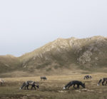 fine art philip kanwischer photography elk wild reserved photoshop photo manipulation fox inhospitably ours wildlife animal twisted jacque Derrida the animal therefor I am