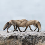 fine art philip kanwischer photography elk wild reserved photoshop photo manipulation fox inhospitably ours wildlife animal twisted