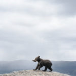 Alaska philip kanwischer photography animals bears falling jasper park jasper national park calgary alberta black bear photography manipulated photoshop animals