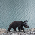 Alaska philip kanwischer photography animals bears falling jasper park jasper national park calgary alberta black bear photography manipulated photoshop animals