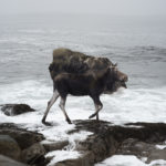 moose illusion uncanny photography photo fine art amazing art work moose stand hunt separate