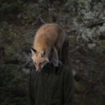 fine art philip kanwischer photography elk wild reserved photoshop photo manipulation fox inhospitably ours wildlife animal portraiture wildlife fox
