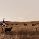 philip kanwischer photography fine art photoshop magical realism cow walking the line